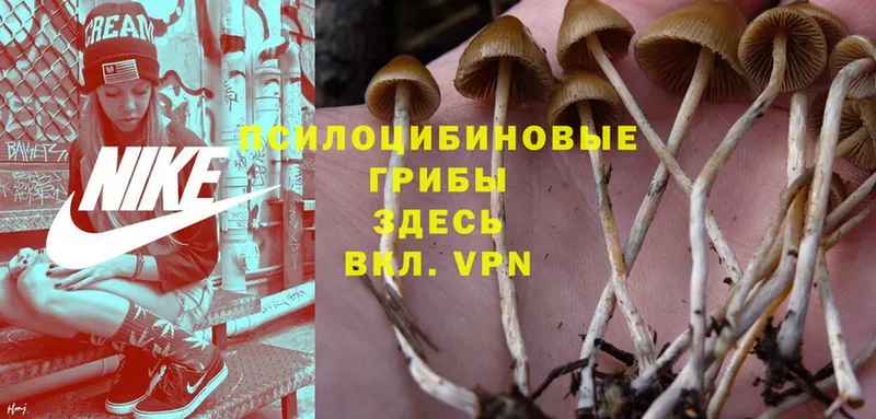 Галлюциногенные грибы Psilocybine cubensis  Новоузенск 